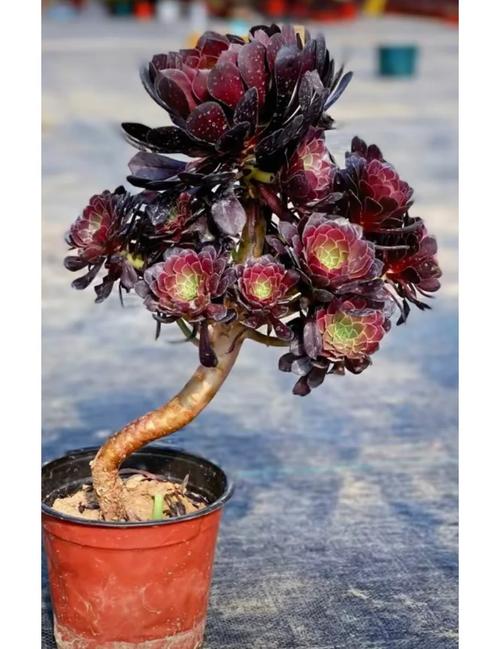 露养法师多肉,如何避免徒长烂根?-第3张图片-吾爱花网 露养法师多肉,如何避免徒长烂根?-第3张图片-吾爱花网