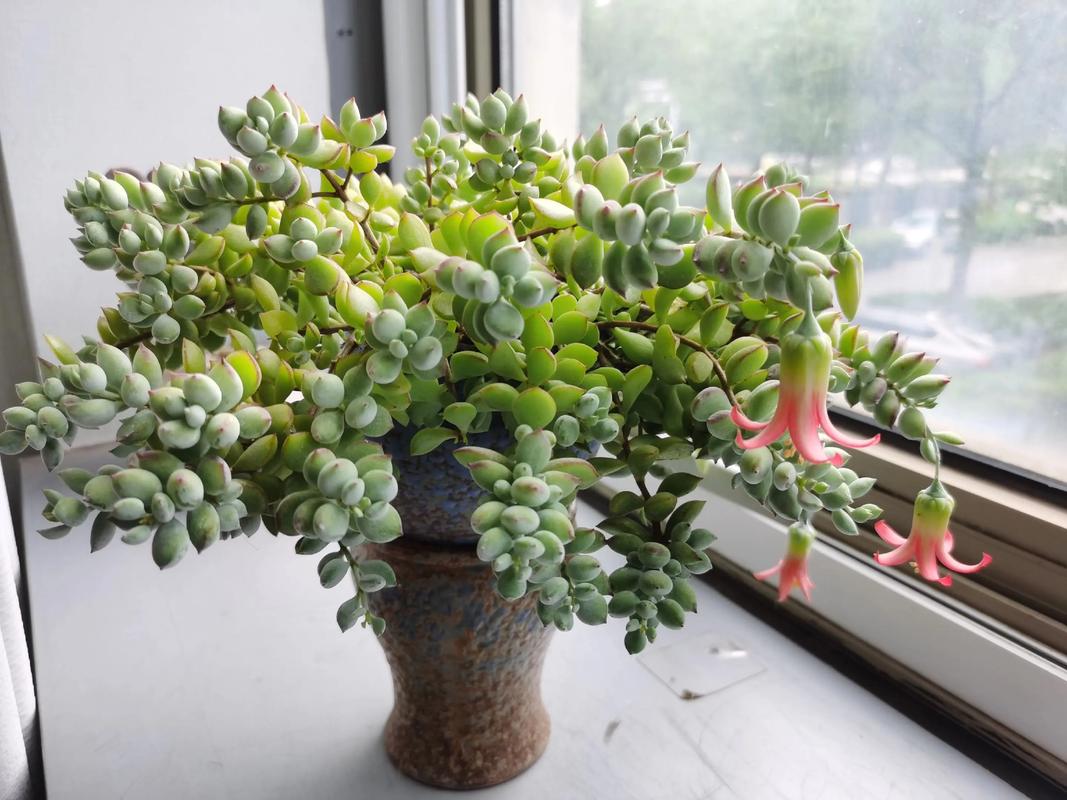 多肉雅之舞怎么扦插？-第3张图片-吾爱花网