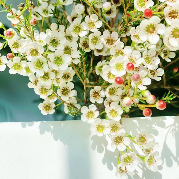 澳洲大腊梅干养与水培,哪种更合适?-第3张图片-吾爱花网 澳洲大腊梅干养与水培,哪种更合适?-第3张图片-吾爱花网