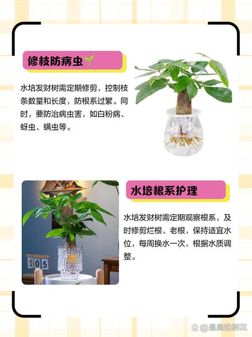 水培发财树哪些部位不能沾水？-第2张图片-吾爱花网