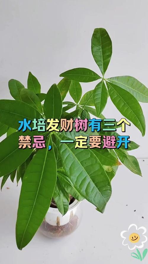 水培发财树哪些部位不能沾水?-第3张图片-吾爱花网 水培发财树哪些部位不能沾水?-第3张图片-吾爱花网