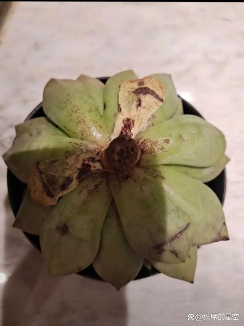 多肉烂根怎么判断？-第2张图片-吾爱花网