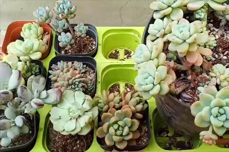 砍头后多肉多久可浇水?-第3张图片-吾爱花网 砍头后多肉多久可浇水?-第3张图片-吾爱花网