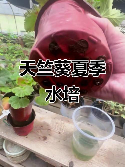 天竺葵水培加什么能促生长?-第3张图片-吾爱花网 天竺葵水培加什么能促生长?-第3张图片-吾爱花网