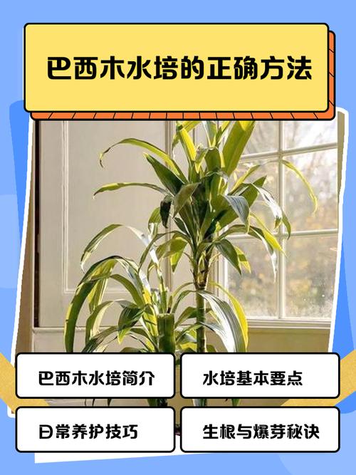 水培巴西木缺水能撑多久？-第3张图片-吾爱花网