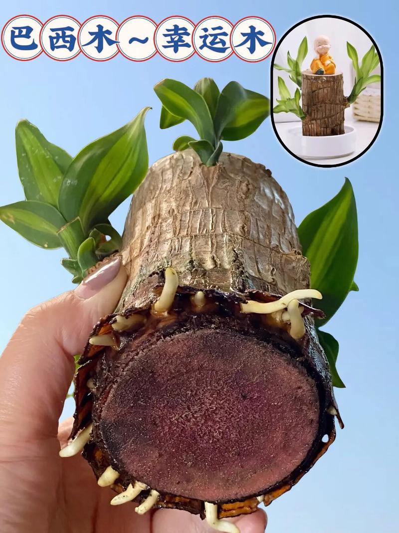 水培巴西木缺水能撑多久?-第2张图片-吾爱花网 水培巴西木缺水能撑多久?-第2张图片-吾爱花网