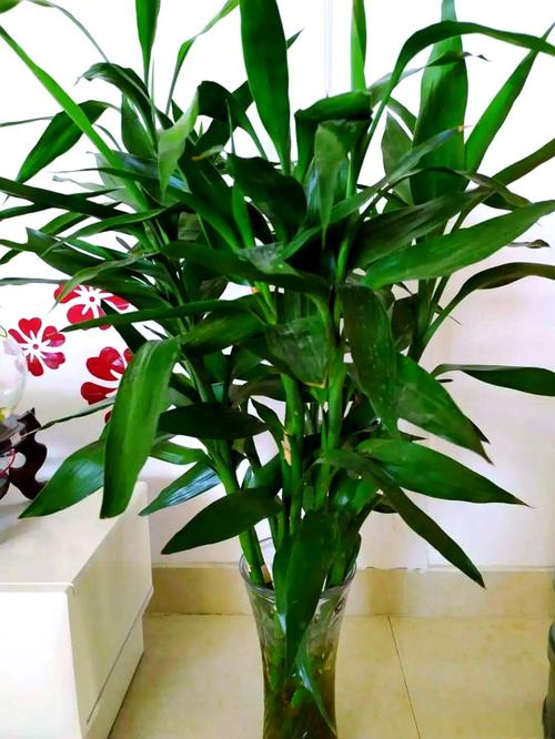 盆栽竹子为何不是竹子?-第2张图片-吾爱花网 盆栽竹子为何不是竹子?-第2张图片-吾爱花网