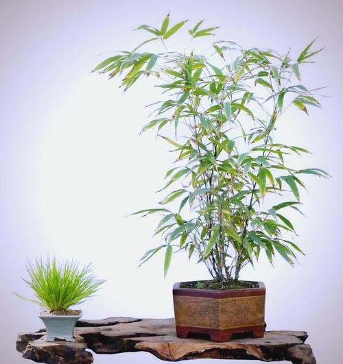 盆栽竹子为何不是竹子?-第1张图片-吾爱花网 盆栽竹子为何不是竹子?-第1张图片-吾爱花网