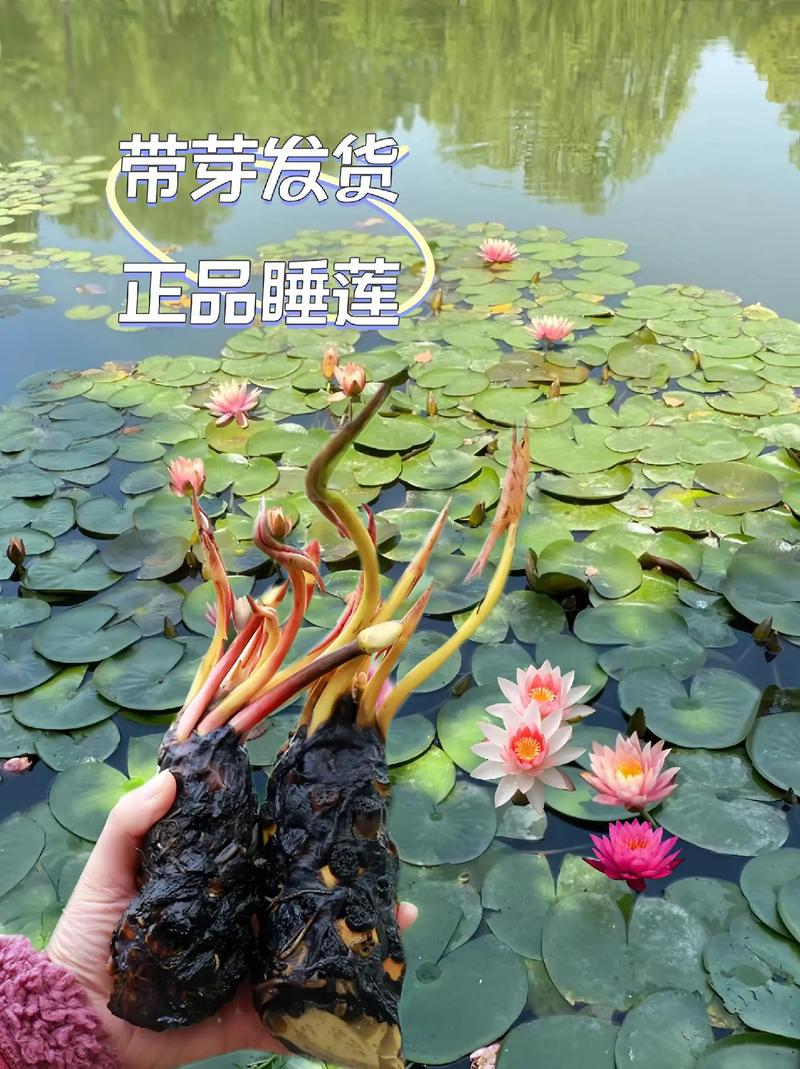 小叶睡莲适合土培还是水培？-第3张图片-吾爱花网