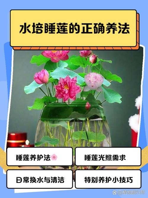 小叶睡莲适合土培还是水培？-第2张图片-吾爱花网