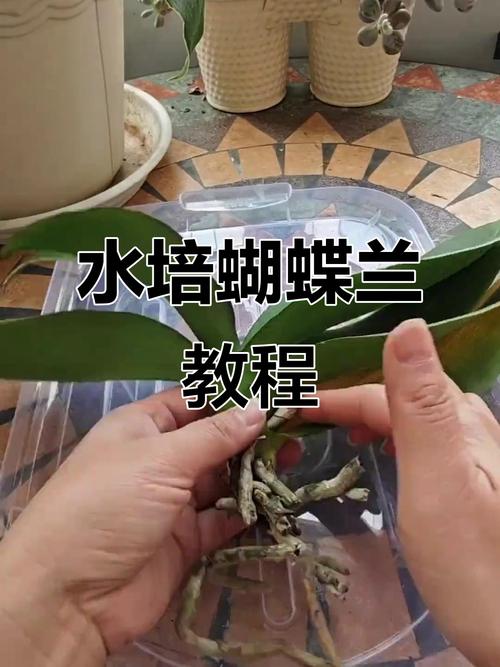 水培蝴蝶兰冬季养护关键点是什么？-第3张图片-吾爱花网
