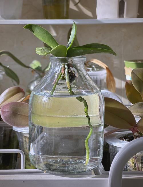 水培蝴蝶兰冬季养护关键点是什么？-第1张图片-吾爱花网