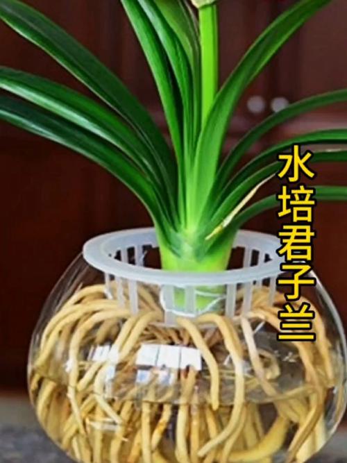 水培君子兰怎么养？视频教你方法！-第3张图片-吾爱花网