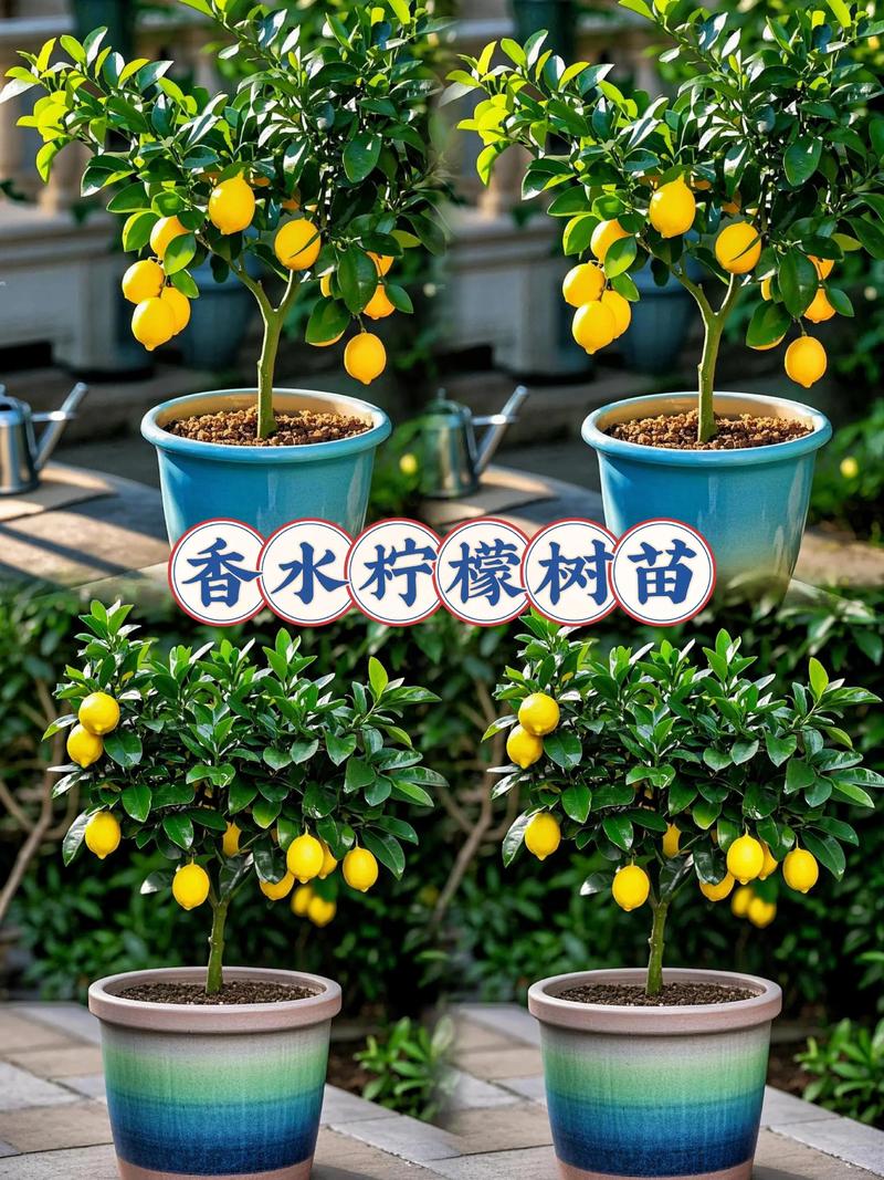 盆栽柠檬选多大盆合适?-第1张图片-吾爱花网 盆栽柠檬选多大盆合适?-第1张图片-吾爱花网
