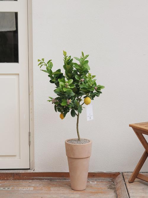 盆栽柠檬选多大盆合适?-第2张图片-吾爱花网 盆栽柠檬选多大盆合适?-第2张图片-吾爱花网