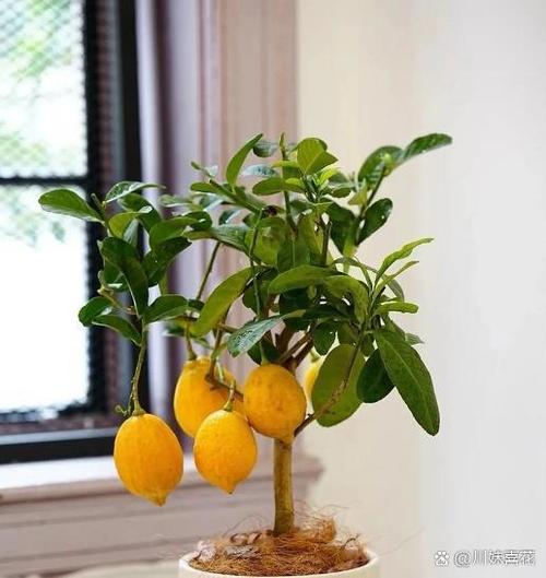 盆栽柠檬选多大盆合适?-第3张图片-吾爱花网 盆栽柠檬选多大盆合适?-第3张图片-吾爱花网