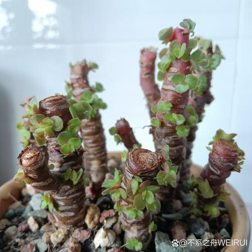 秀妍多肉冬天浇水怎么掌握?-第2张图片-吾爱花网 秀妍多肉冬天浇水怎么掌握?-第2张图片-吾爱花网