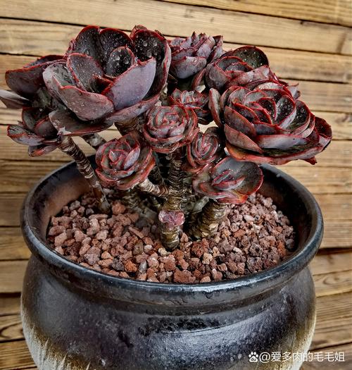 秀妍多肉冬天浇水怎么掌握?-第3张图片-吾爱花网 秀妍多肉冬天浇水怎么掌握?-第3张图片-吾爱花网