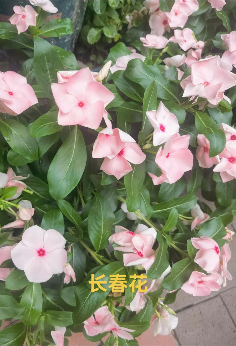 常春花怎么养？多肉植物养护技巧？-第3张图片-吾爱花网