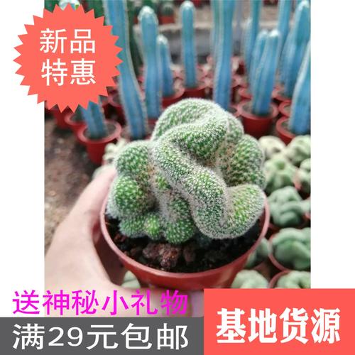 白檀缀化多肉如何嫁接?-第1张图片-吾爱花网 白檀缀化多肉如何嫁接?-第1张图片-吾爱花网