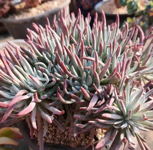 仙女杯多肉品种究竟有多少?-第2张图片-吾爱花网 仙女杯多肉品种究竟有多少?-第2张图片-吾爱花网