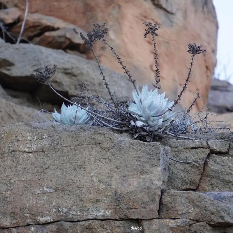仙女杯多肉品种究竟有多少?-第1张图片-吾爱花网 仙女杯多肉品种究竟有多少?-第1张图片-吾爱花网