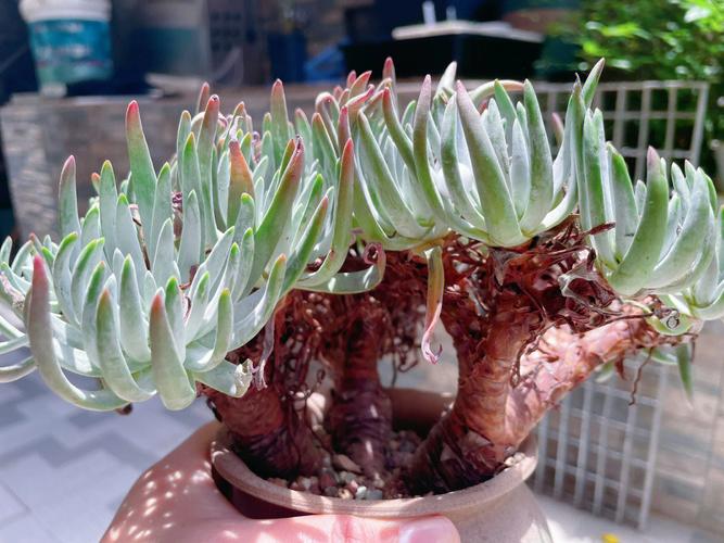 仙女杯多肉品种究竟有多少?-第3张图片-吾爱花网 仙女杯多肉品种究竟有多少?-第3张图片-吾爱花网