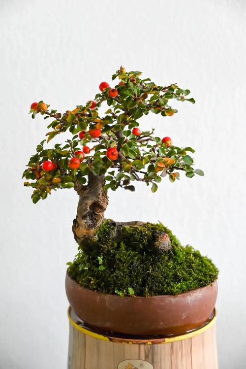 红果盆栽成熟期是何时？-第2张图片-吾爱花网