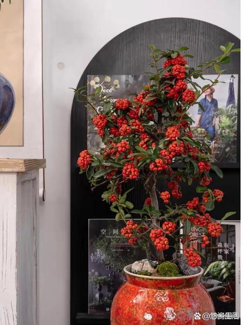 红果盆栽成熟期是何时？-第1张图片-吾爱花网