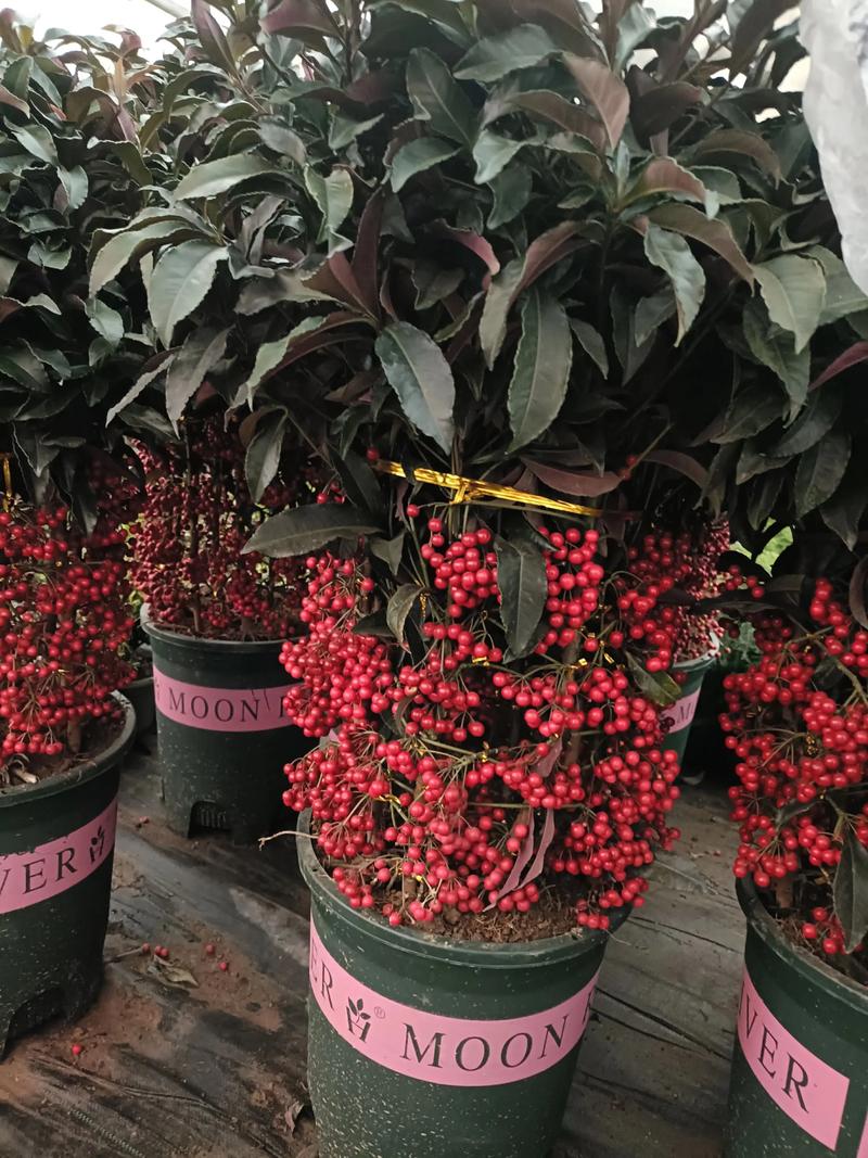 红果盆栽成熟期是何时？-第3张图片-吾爱花网