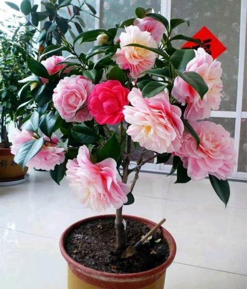 盆栽茶花怎么养才能开花多?-第1张图片-吾爱花网 盆栽茶花怎么养才能开花多?-第1张图片-吾爱花网