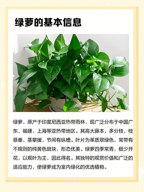 水培绿萝有何特点?-第1张图片-吾爱花网 水培绿萝有何特点?-第1张图片-吾爱花网