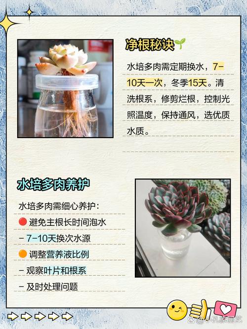 水培多肉能直接浇水吗?-第1张图片-吾爱花网 水培多肉能直接浇水吗?-第1张图片-吾爱花网