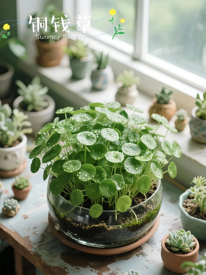 铜钱草水培怎么养？看生长过程图解！-第3张图片-吾爱花网