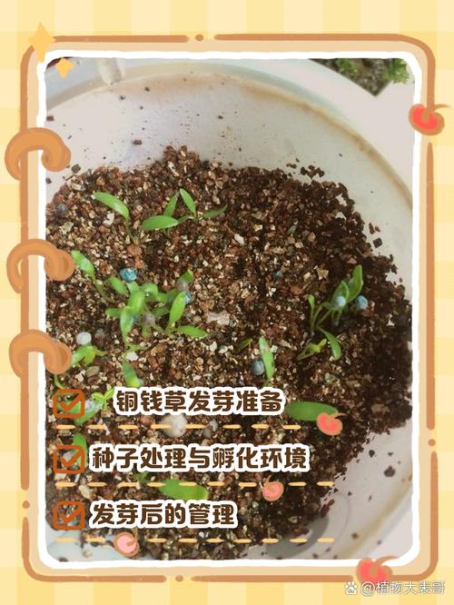 铜钱草水培怎么养？看生长过程图解！-第1张图片-吾爱花网