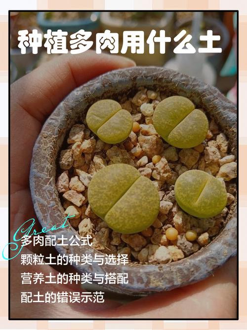 多肉植物用沙子种植可行吗?-第3张图片-吾爱花网 多肉植物用沙子种植可行吗?-第3张图片-吾爱花网