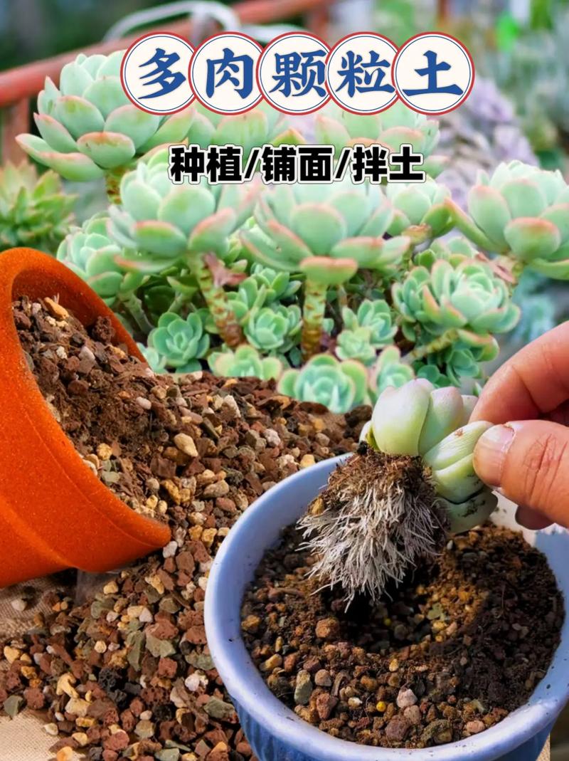 多肉植物用沙子种植可行吗?-第1张图片-吾爱花网 多肉植物用沙子种植可行吗?-第1张图片-吾爱花网