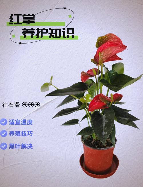 水培红掌冬季的养殖方法-第2张图片-吾爱花网 水培红掌冬季的养殖方法-第2张图片-吾爱花网