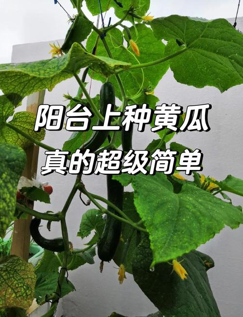 水果盆栽黄瓜怎么种?-第3张图片-吾爱花网 水果盆栽黄瓜怎么种?-第3张图片-吾爱花网