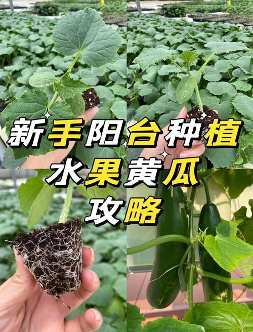 水果盆栽黄瓜怎么种?-第1张图片-吾爱花网 水果盆栽黄瓜怎么种?-第1张图片-吾爱花网