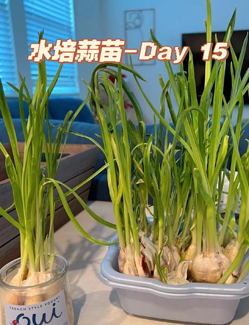 水培大蒜长成后还需浇水吗?-第3张图片-吾爱花网 水培大蒜长成后还需浇水吗?-第3张图片-吾爱花网