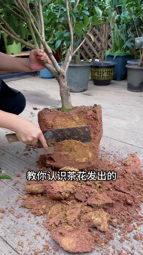 盆栽茶花烂根咋识别？-第1张图片-吾爱花网