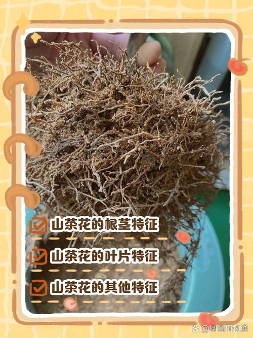 盆栽茶花烂根咋识别？-第2张图片-吾爱花网