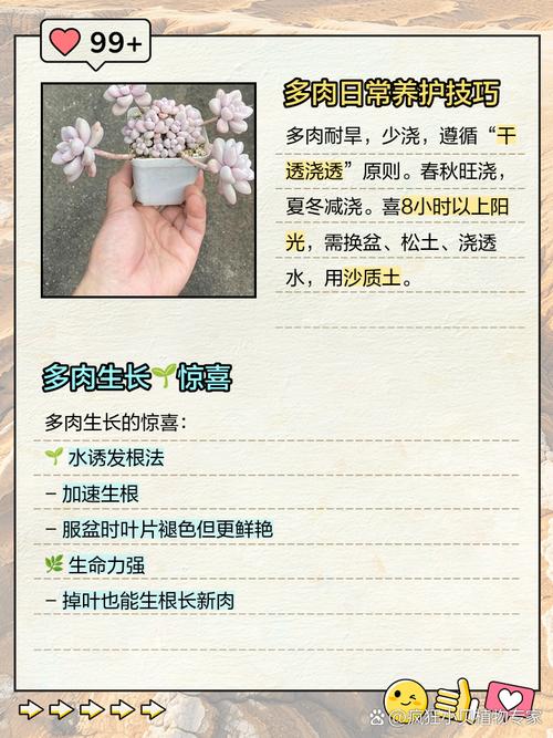 多肉花瓣能种出小肉肉吗？-第2张图片-吾爱花网