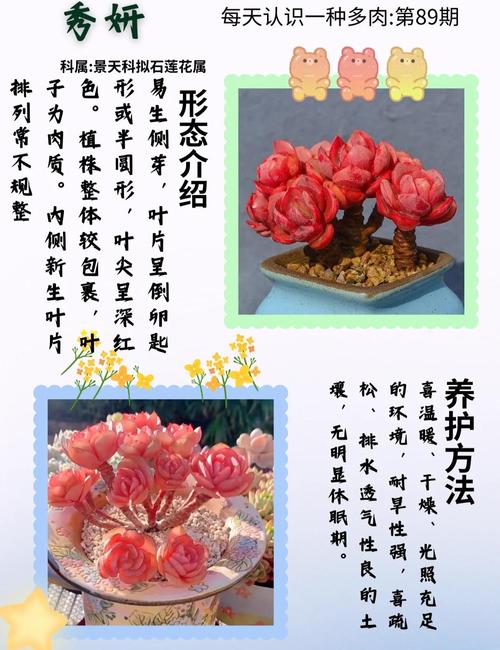 多肉花瓣能种出小肉肉吗?-第1张图片-吾爱花网 多肉花瓣能种出小肉肉吗?-第1张图片-吾爱花网