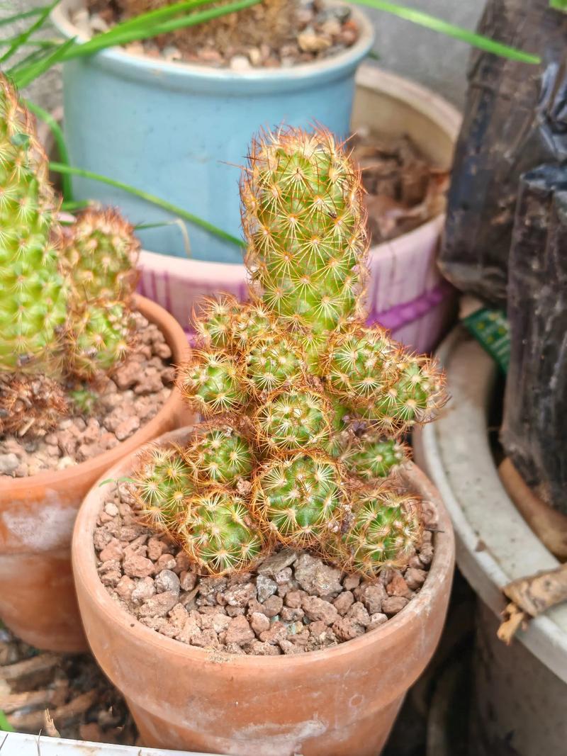 金冬季休眠吗?-第1张图片-吾爱花网 金冬季休眠吗?-第1张图片-吾爱花网