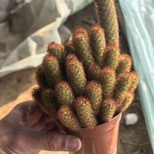 金冬季休眠吗?-第3张图片-吾爱花网 金冬季休眠吗?-第3张图片-吾爱花网