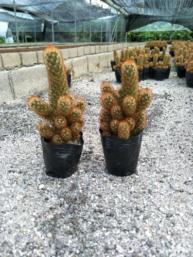 金冬季休眠吗?-第2张图片-吾爱花网 金冬季休眠吗?-第2张图片-吾爱花网