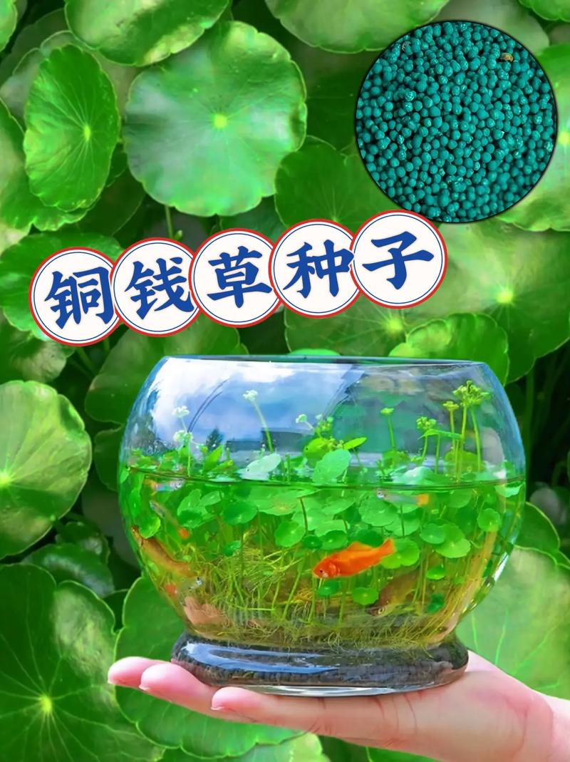 铜钱草水培必须用凉开水吗？-第2张图片-吾爱花网