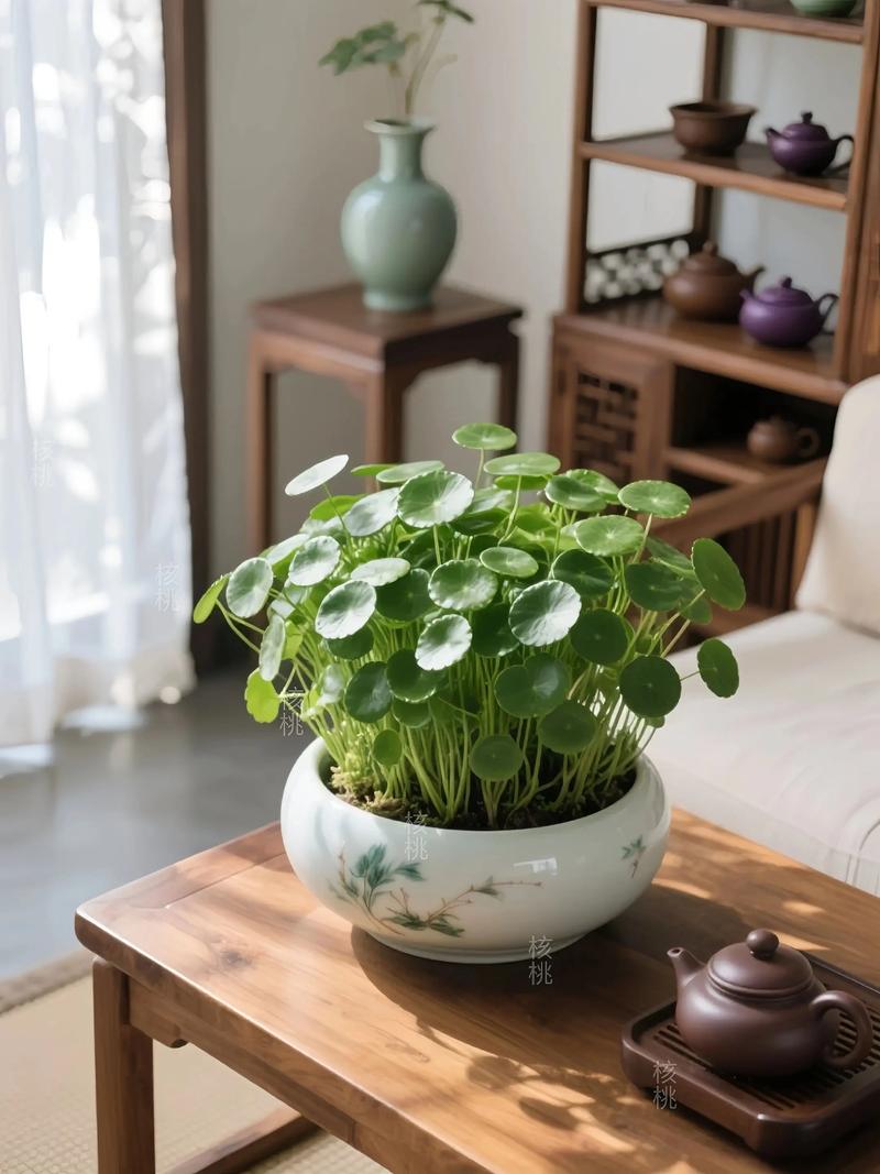 铜钱草水培必须用凉开水吗?-第3张图片-吾爱花网 铜钱草水培必须用凉开水吗?-第3张图片-吾爱花网